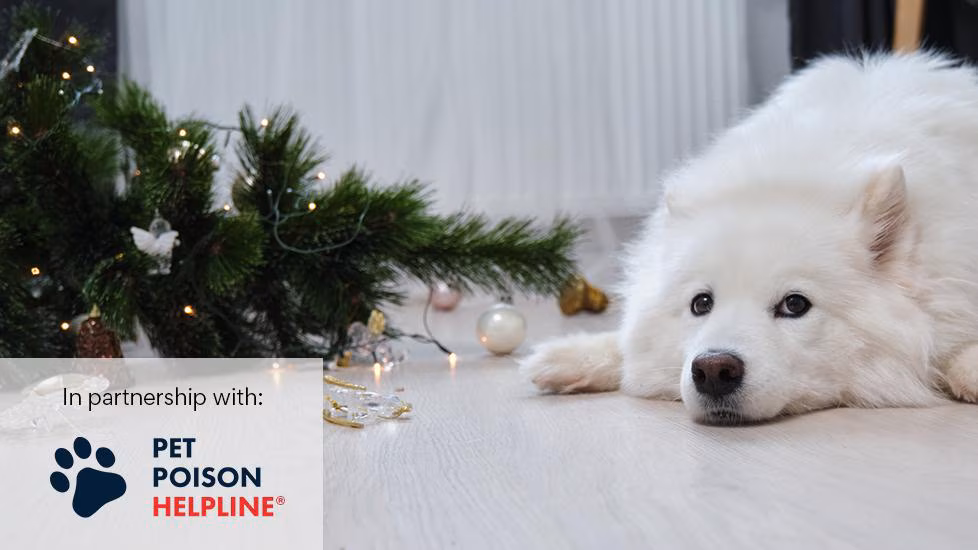 10 Ways to Dog-Proof Your Christmas Tree