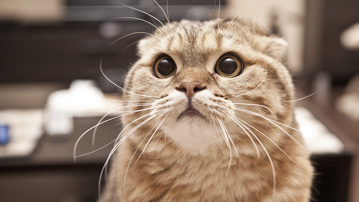 5 “Silent” Killers of Cats