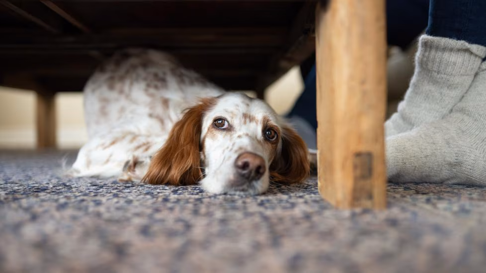 9 Tips for Helping a Dog That’s Scared of Fireworks