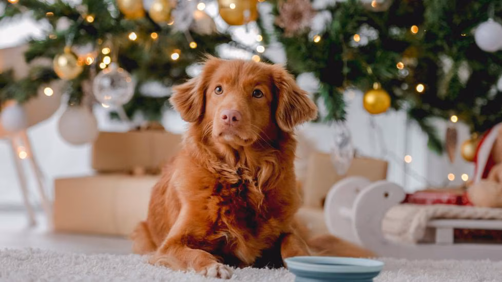 22 Holiday Items That Can Harm Your Pet